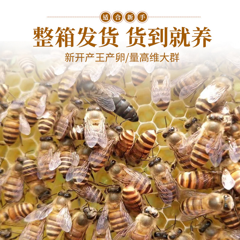 阿坝王中蜂蜂群蜜蜂活群包活包邮