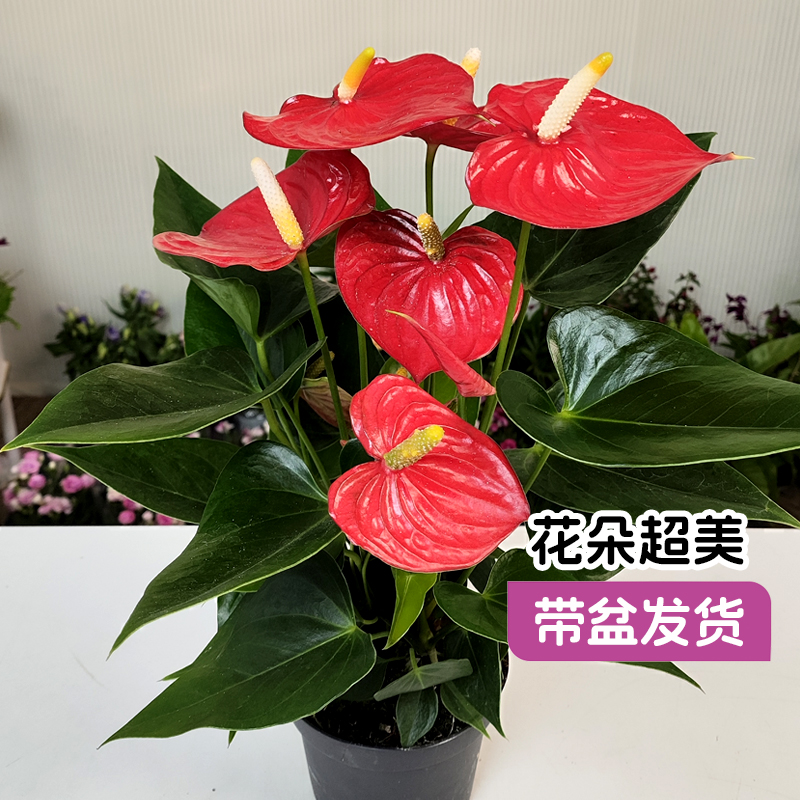 【名花巧匠】红掌盆栽带花白掌粉掌大花室内客厅办公桌面四季绿植