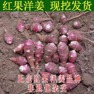 胰岛果洋姜 新鲜红皮洋生姜鬼子姜野生红果腌酱泡咸菜甜姜5斤菊芋