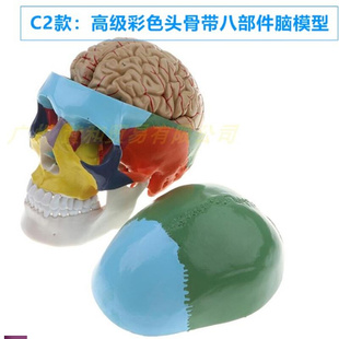 彩色人体头颅骨模型头骨色性分离模H型1 1仿真头骨模型附颈
