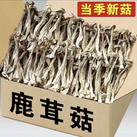 鹿茸菇干貨特產(chǎn)鹿耳菇菌菇蘑菇蛹蟲草煲湯炒菜凈重商用