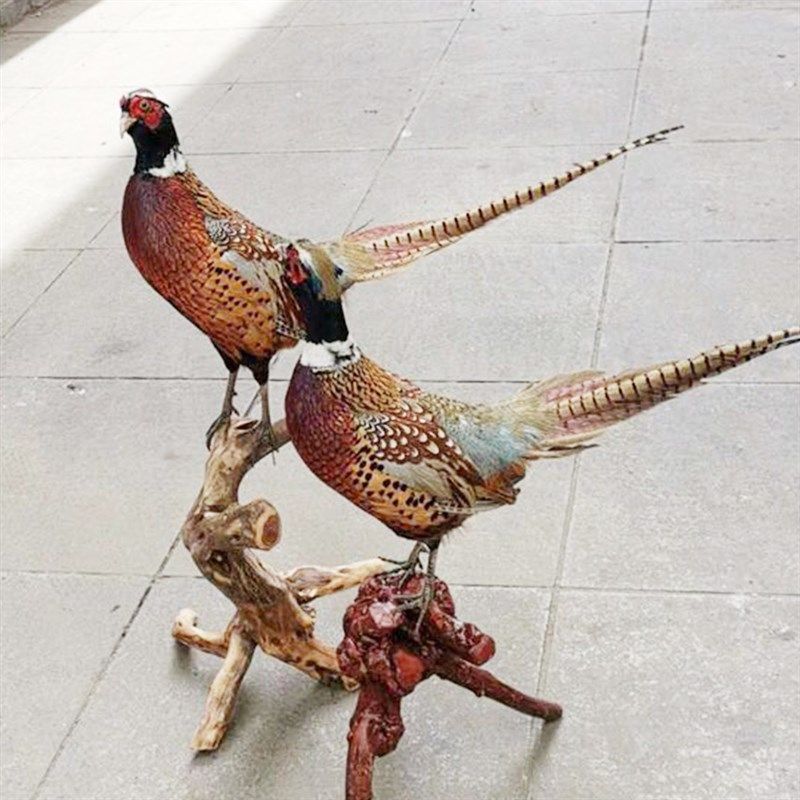 新真鸡七彩山鸡标本静p态雉鸡工y艺品摆件家禽模型博物馆展览装饰