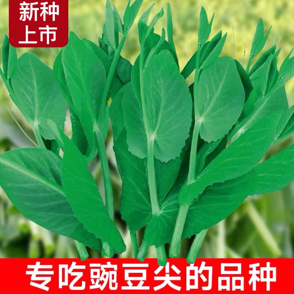 无须豌豆尖种子四季易种多次采收