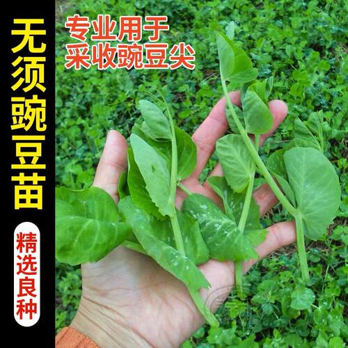 无须豌豆苗尖种子四季播阳台高产