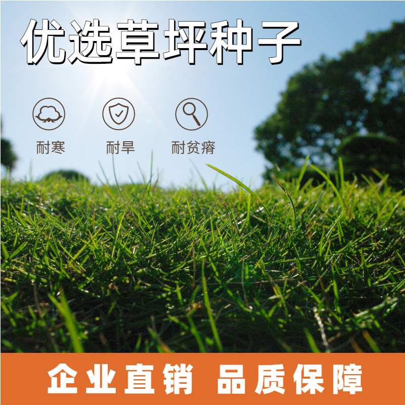 矮生百慕大草籽绿化草坪草籽四季常青耐旱耐践踏庭院高档草坪种子