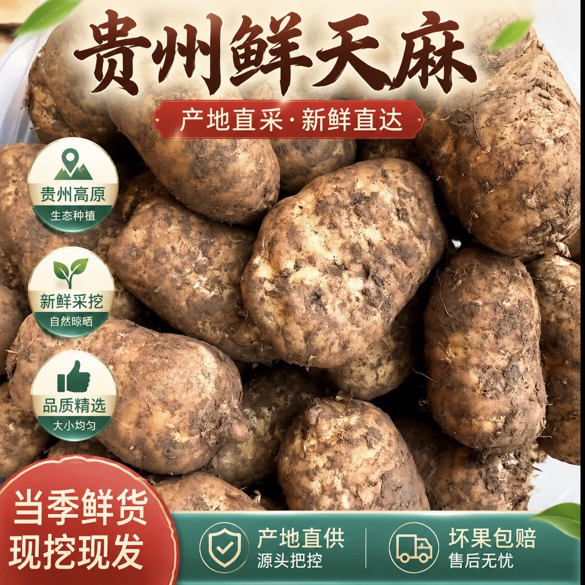 【可批发】参说菇新鲜天麻大果现挖现发贵州大方高山带泥天麻煲汤