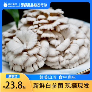参说菇精选新鲜白参菌鲜菇现摘现发绿色食品产地直发 顺丰发货