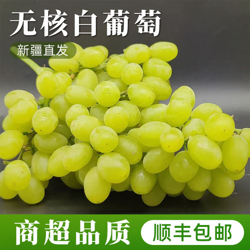新疆无核白葡萄新鲜应季水果无籽青提提子脆甜整箱顺丰包邮