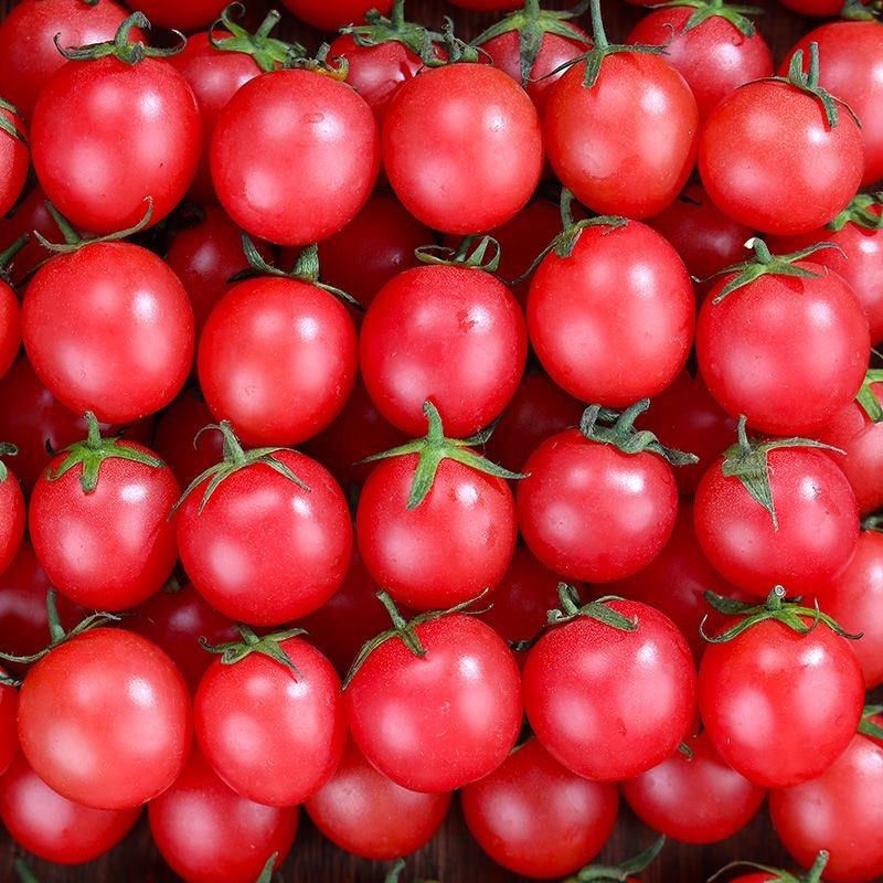 圣女果千禧小番茄新鲜樱桃小西红柿蔬菜孕妇水果现摘现发5斤包邮,水产肉类/新鲜蔬果/熟食,番茄,淘宝优惠券,粉丝福利购,淘宝优惠卷