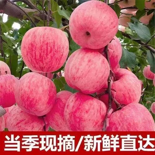 山东栖霞红富士苹果水果新