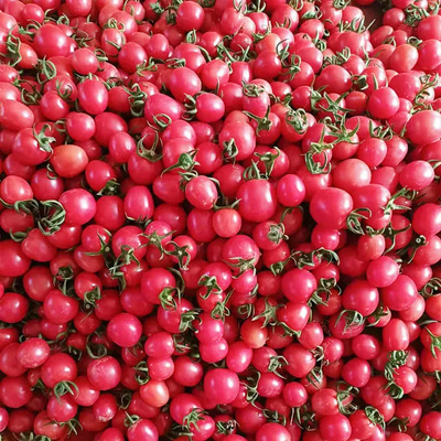 广西千禧樱桃小番茄千禧果小