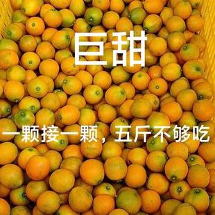 一级广西桂林脆皮小金桔新鲜小果纯甜滑油皮蜜冰糖当季水果5