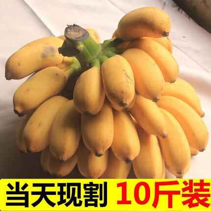 现摘广西小米蕉当季新鲜水果芭蕉苹果蕉自然熟香蕉整箱5/10斤包邮