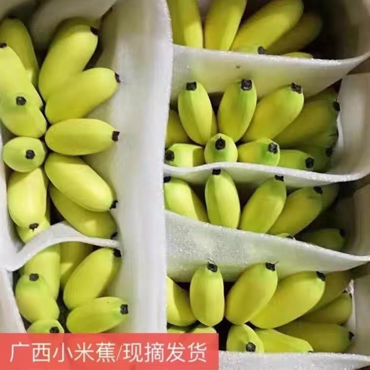 现摘广西小米蕉当季新鲜水果9斤自然熟banana苹果蕉香蕉粉蕉