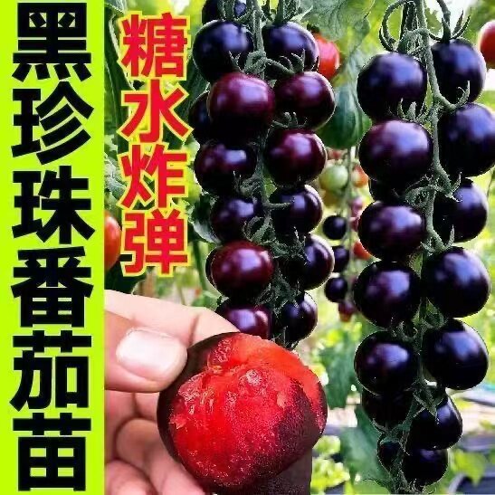 瀑布小西红柿幼苗黑珍珠番茄苗秧苗圣女果苗种子籽四季带土盆栽
