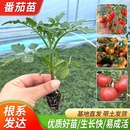 黑珍珠番茄苗秧苗樱桃小西红柿幼苗紫圣女果苗种子籽四季 带土盆栽