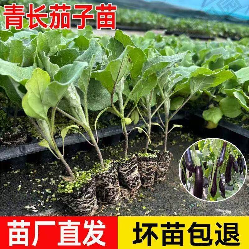 高产茄子秧苗紫长茄子苗黑长茄苗杭茄苗紫圆茄苗青茄苗辣椒苗盆栽