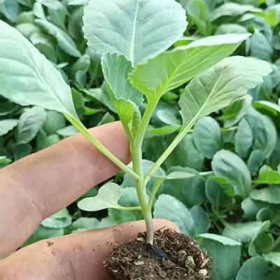 甘蓝苗卷心菜苗包菜苗带土发货