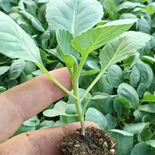 甘蓝苗卷心菜苗包菜苗带土发货