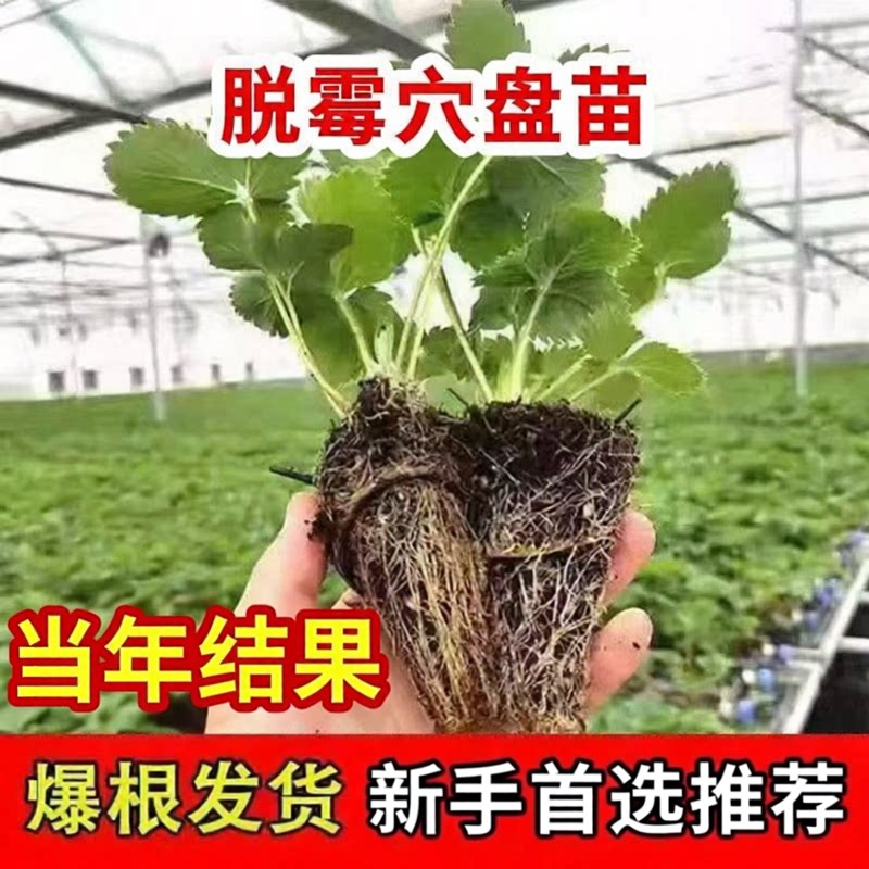 奶油草莓穴盘苗红颜草莓系列盆栽