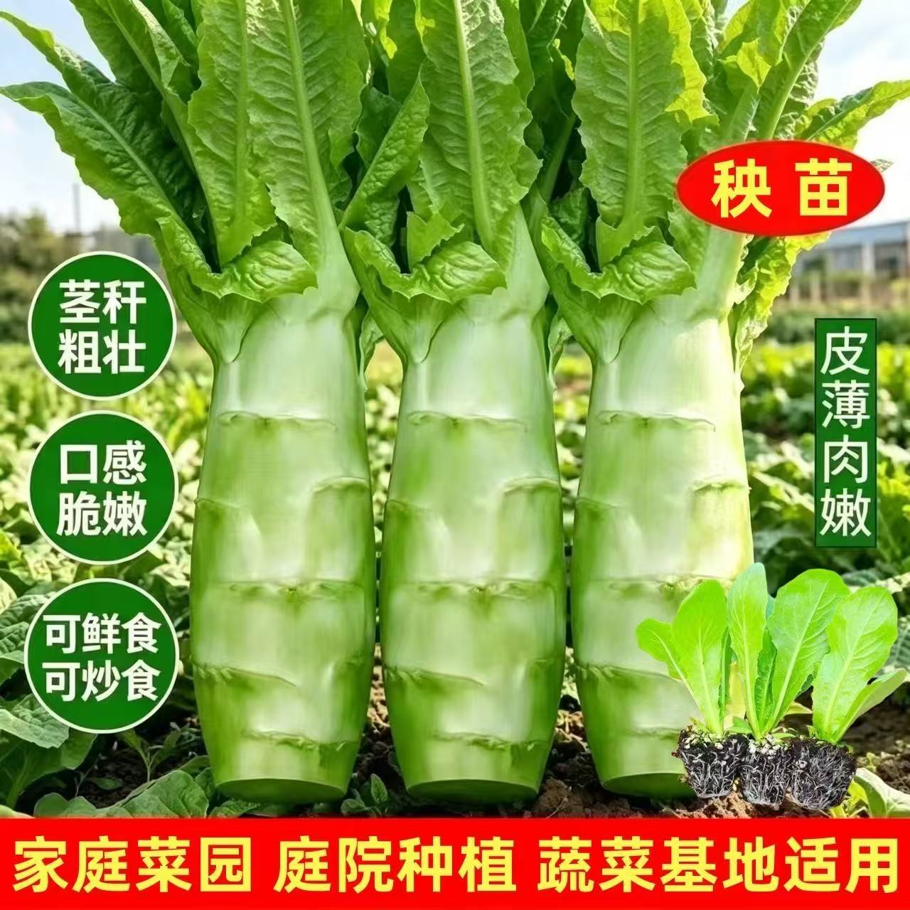 绿莴笋青皮莴苣苗秧苗秋冬四季苗