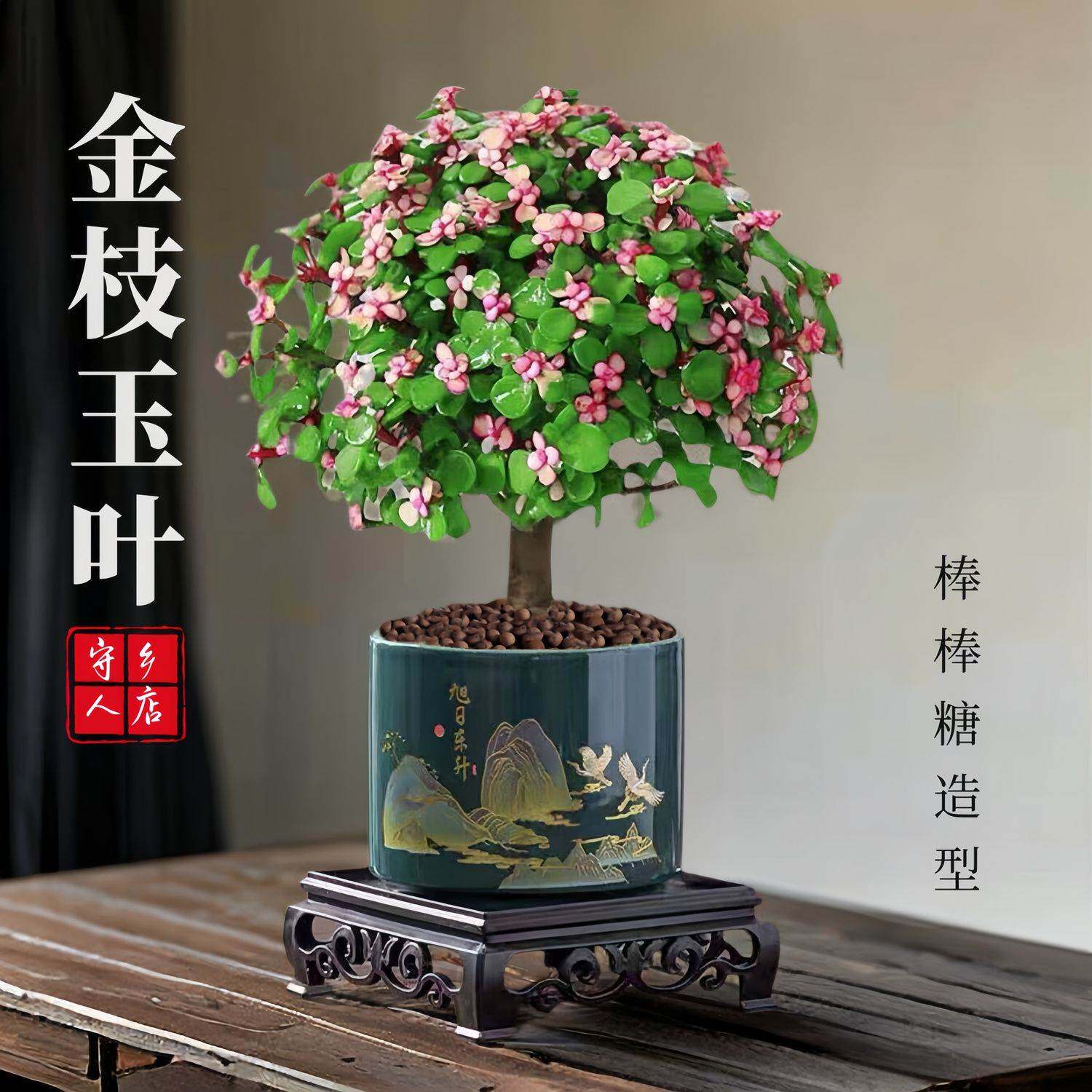 金枝玉叶盆栽老桩多肉植物
