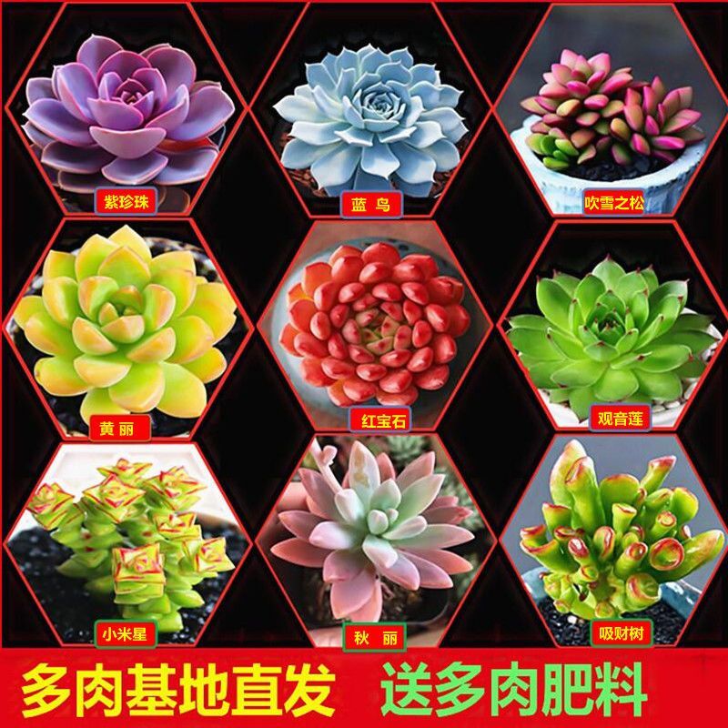 肉肉 多肉植物组合盆栽小绿植花卉玉露大颗好养包邮 带盆多头老桩