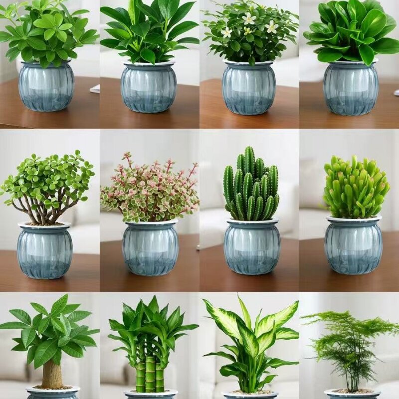 绿萝水培植物发财树绿植净化空气