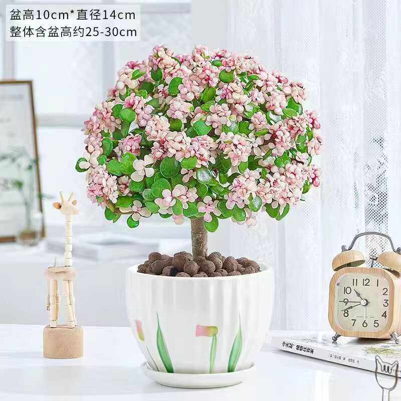 金枝玉叶棒棒糖多肉花植物室内好多肉植物