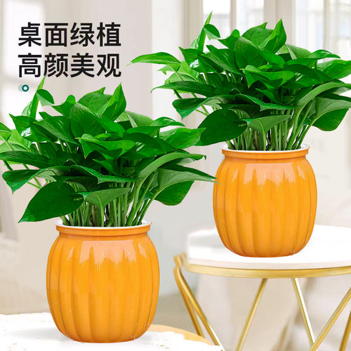 绿萝盆栽室内植物花卉绿植