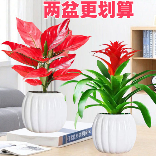 吉利室内绿植植物水培净化空气