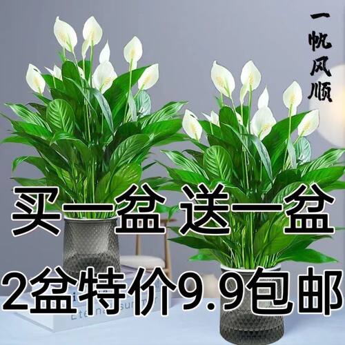 红掌白掌一帆风顺盆栽水