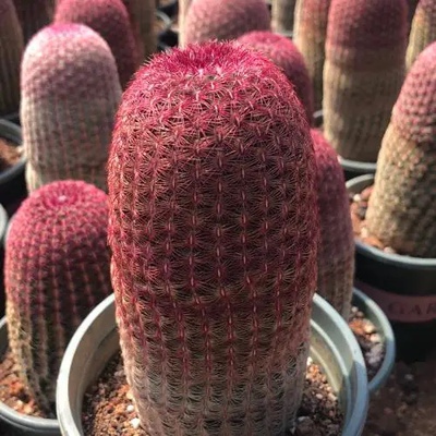 实生红太阳紫太阳仙人球开花多肉植物室内盆栽绿植好养易活防辐射