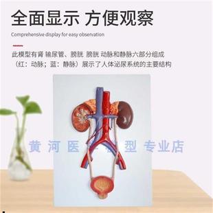 人体泌尿系统模型肾v输尿管膀胱尿道模型肾解剖模型医学 浮雕款