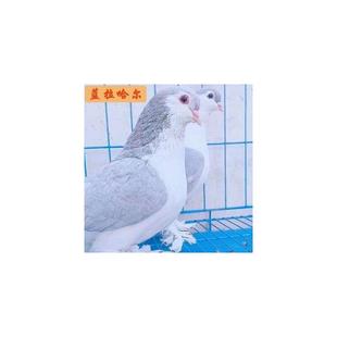 包活包健康观赏鸽拉合尔宠物鸽子蓝色拉合尔鸽子