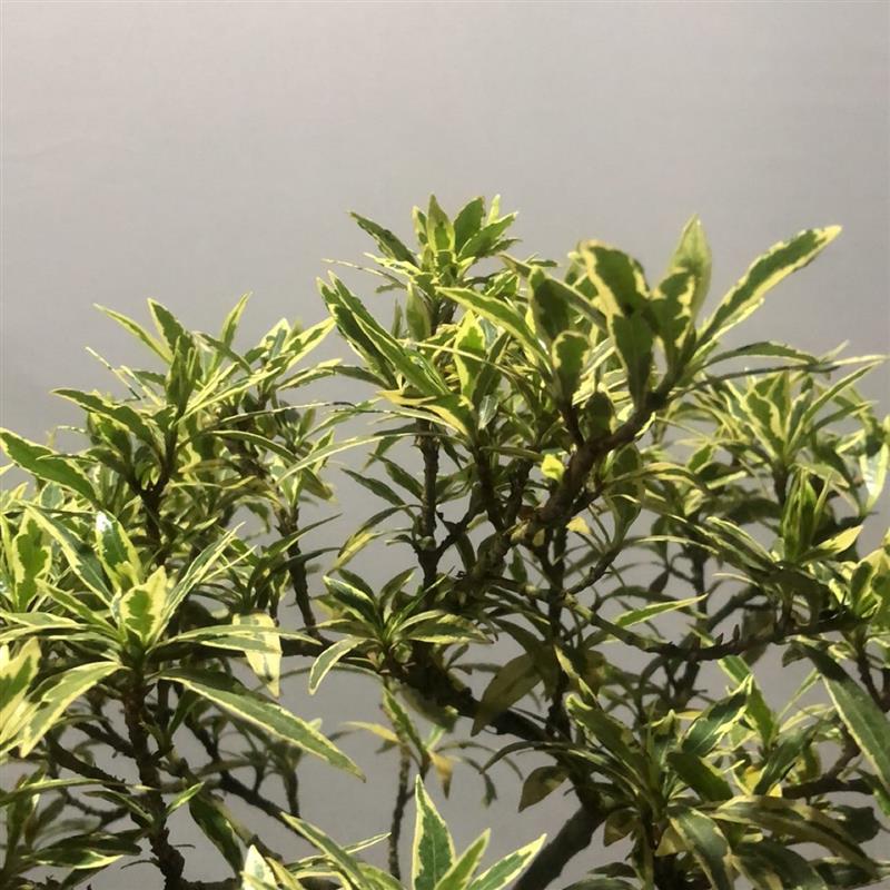 棒棒糖辦公室桌斑擺件盆景樹苗梔子花型小開花露葉陽臺面造