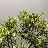 棒棒糖辦公室桌斑擺件盆景樹苗梔子花型小開花露葉陽臺面造