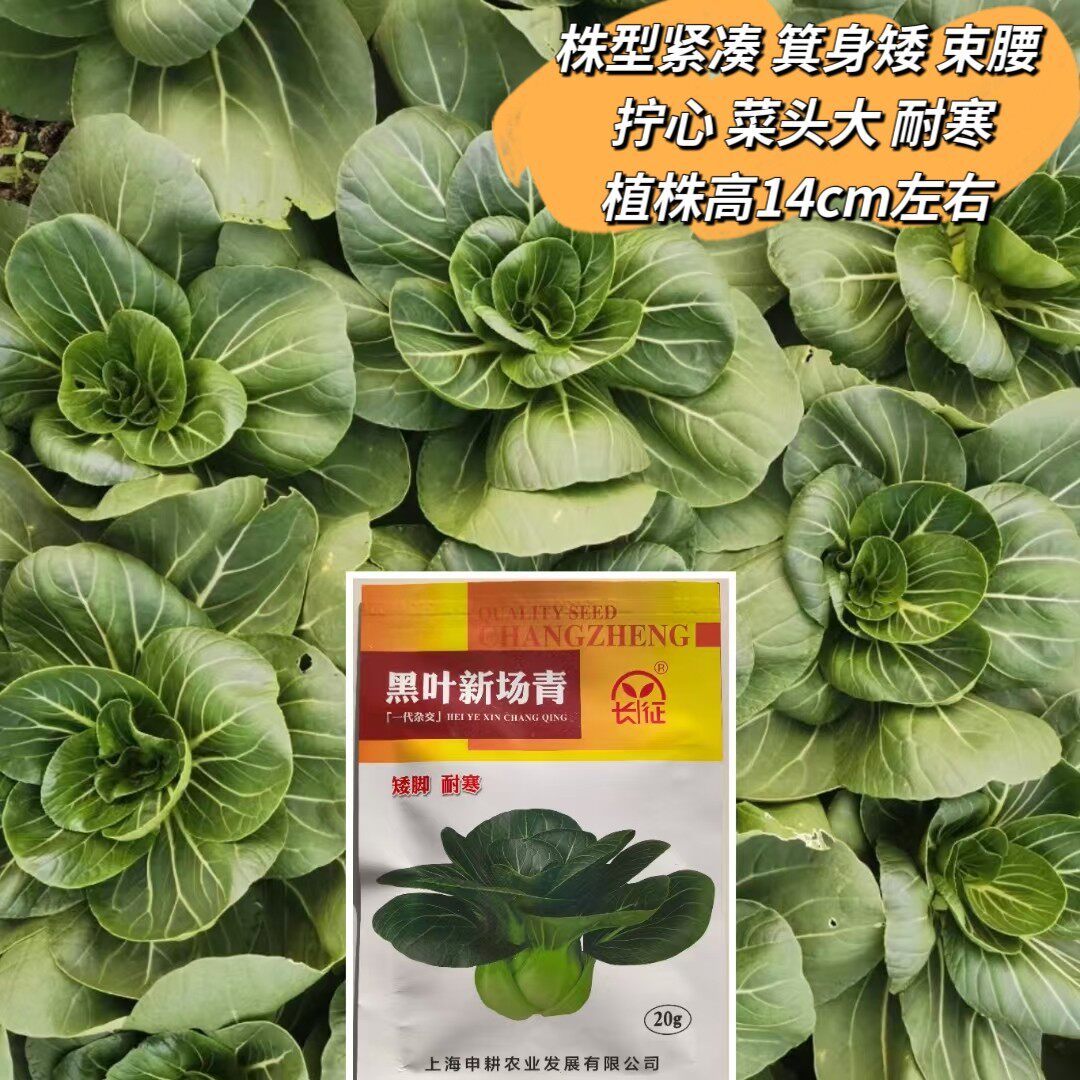 长征黑叶新场青小青菜种子矮脚上海青秋冬耐寒大头菜好吃家庭种植