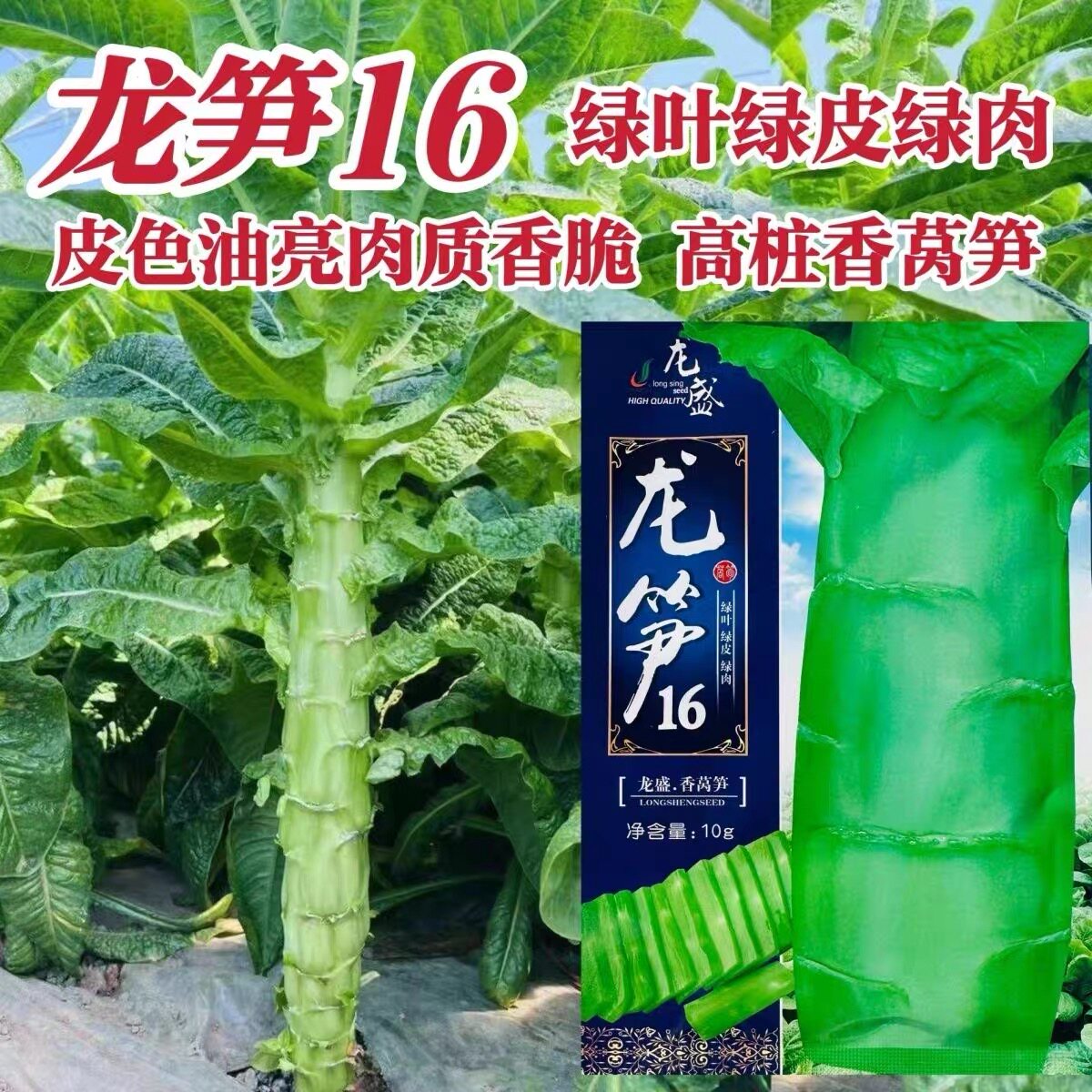 龙笋16香莴笋种子春秋季莴苣种子三青皮绿肉高桩莴笋种籽蔬菜种子