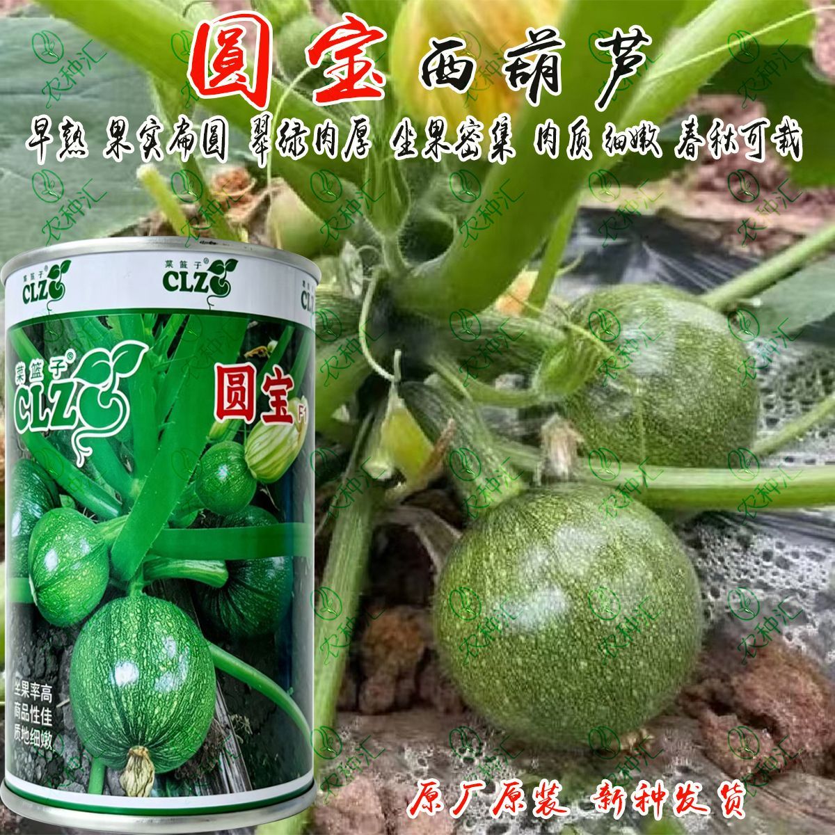 菜篮子圆宝圆西葫芦种子早熟圆球形绿皮西葫芦春秋大棚蔬菜种籽子