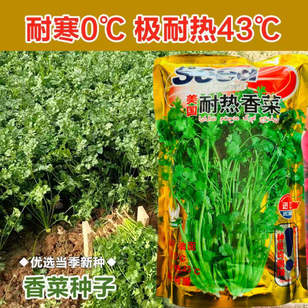 美国耐热香菜种籽大叶夏季高产耐寒蔬菜种子四季食用盆栽菜孑菜籽