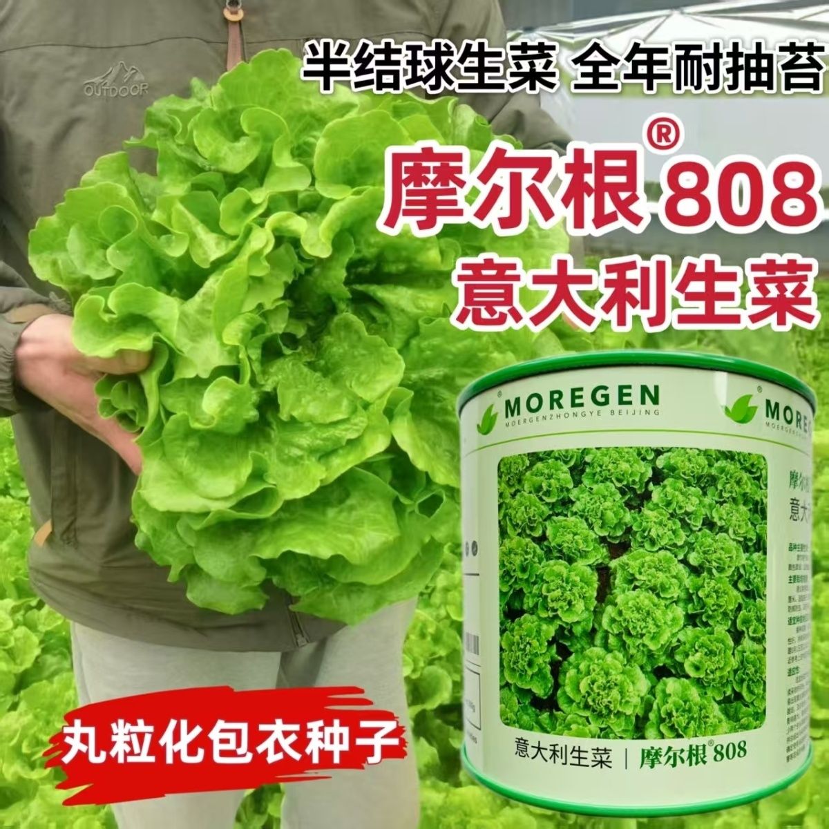 摩尔根808意大利生菜种子丸粒化包衣半结球全年耐抽苔生菜子500g