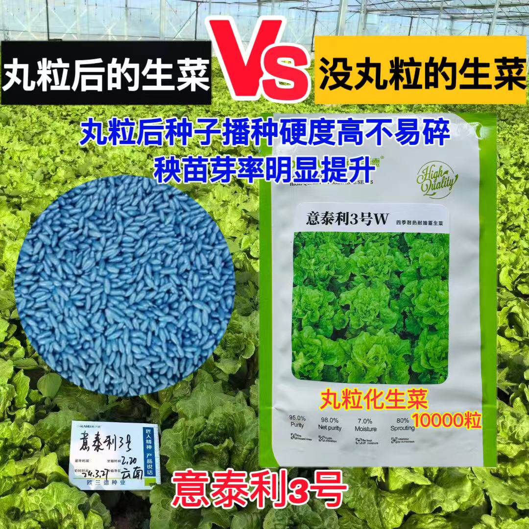 意泰利3号丸粒化生菜种子单粒播种耐湿耐热越夏精品生菜种孑菜籽