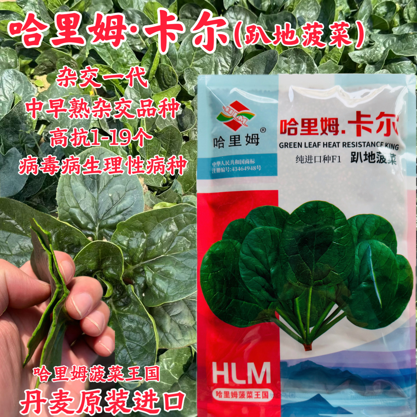 哈里姆卡尔种子丹麦进口趴地菠菜叶色黑绿油亮有光泽叶片肥厚不涩