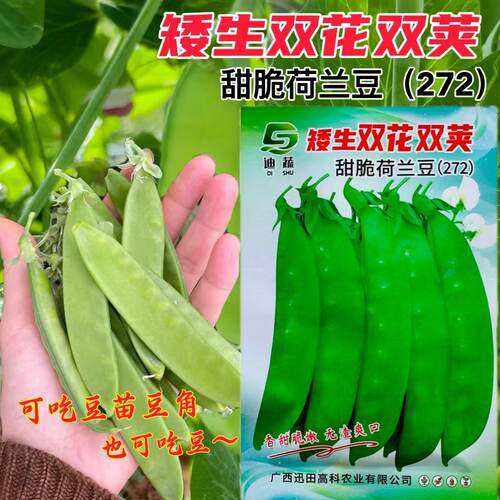 迪蔬荷兰豆种子272矮生双花双荚甜脆荷兰豆高产小包装蔬菜种子