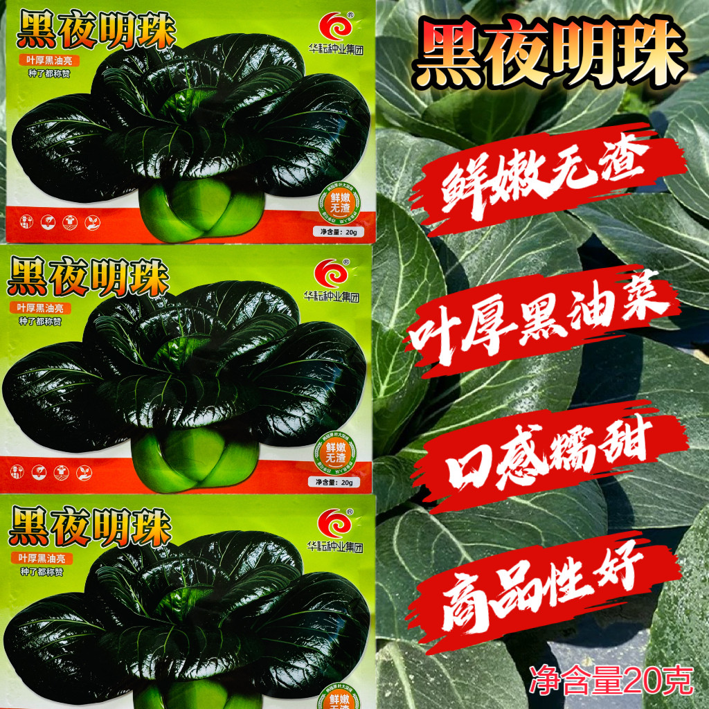 黑夜明珠青菜种子叶厚黑油亮青菜种子口感糯甜墨绿叶苏州青种子