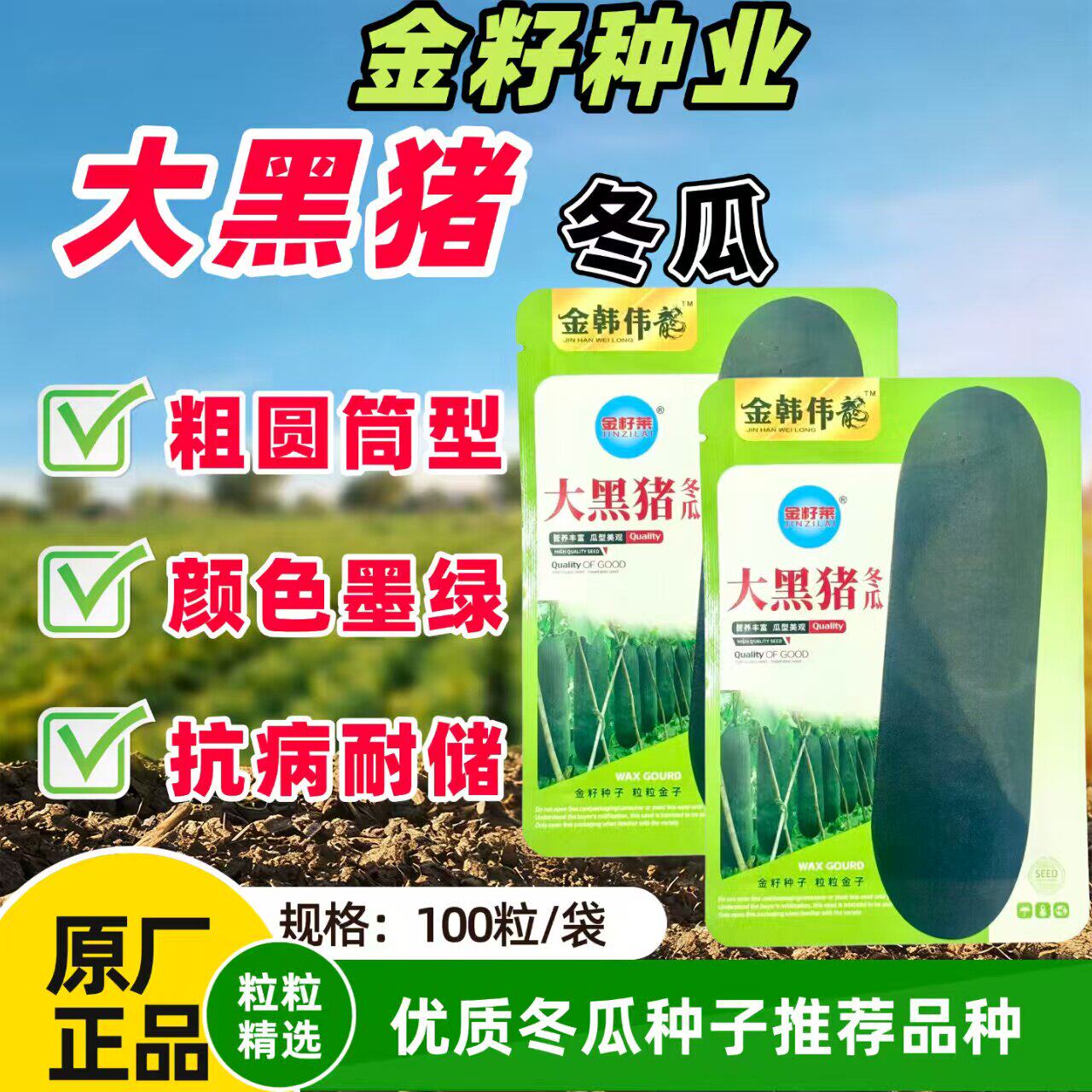 大黑猪冬瓜种子墨绿皮黑冬瓜种籽大田基地种植抗病高产冬瓜种子