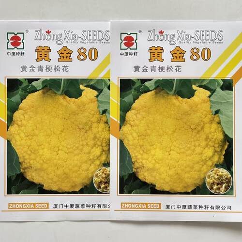 黄金80金色青梗花菜种子花椰菜早熟特色蔬菜种 春秋播西兰花菜籽