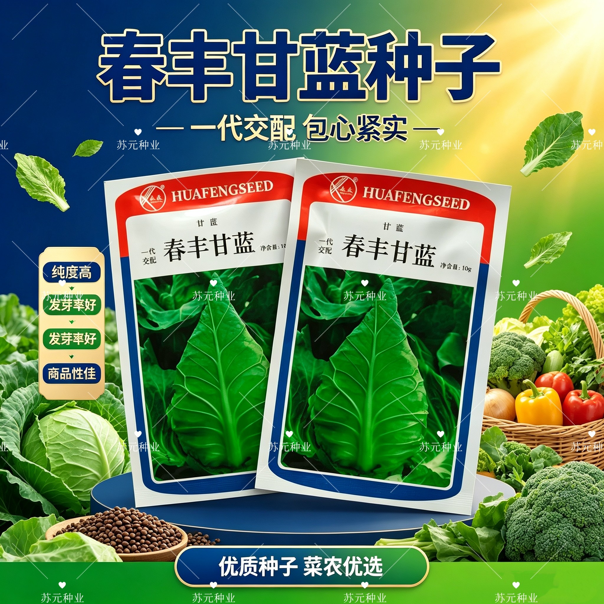 春丰牛心甘蓝种子早熟叶色灰绿腊粉中等叶球桃形结球紧实越冬种植