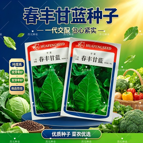 春丰牛心甘蓝种子早熟叶色灰绿腊粉中等叶球桃形结球紧实越冬种植